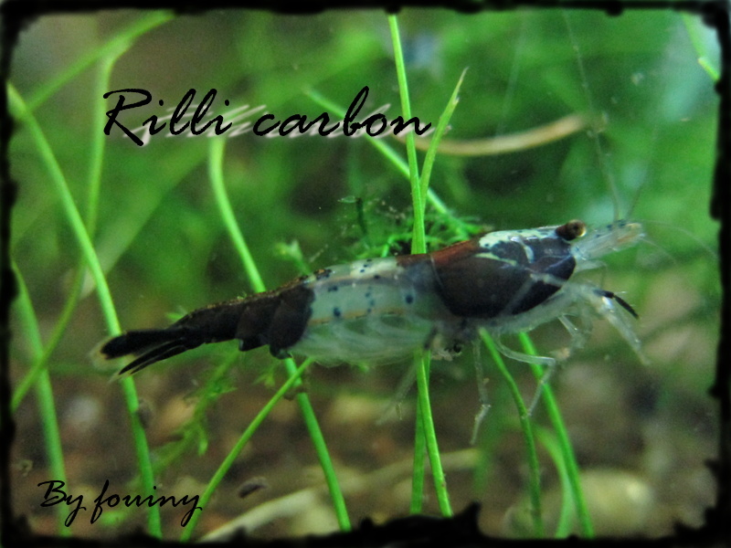 rilli-carbon