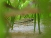 Corydoras-pygmaeus