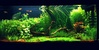 Des aquariums aquascaping