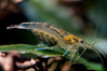 Bac de 60L pour tétraodons nains
Population : 
- Tétraodons nains
- Crevettes japonica
- Quelques Corydoras poivrés