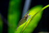 Bac de 60L pour tétraodons nains
Population : 
- Tétraodons nains
- Crevettes japonica
- Quelques Corydoras poivrés