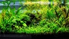 Des aquariums aquascaping