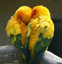 Lovebird