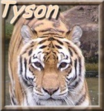 Tyson