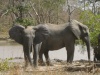 Elephants in their natural environment, in Burkina Faso