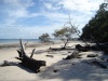 Voici une plage a Fraser Island (Australie) On y voit mes pas et  cot les pas d'un Dingo que l'on a suivis.