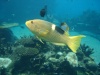 Photo prise a l'aquarium de Sea World prs de Brisbane (Australie) Poissons qui m'est inconnue