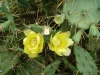 Photo de Fleurs de cactus (Prise a Nouville (Nouma, Nouvelle-caldonie))