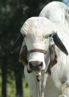 ZebU