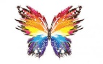 Butterfly18