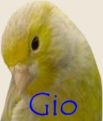 Gio