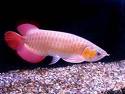 Arowana86