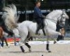 caballo pre de doma clasica y alta escuela