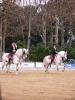 espectaculo"como bailan los caballos andaluces"