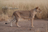 Tsavo Lion