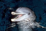 tursiops