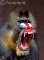 mandrill