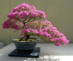 RayBonsai