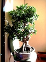 FICUS