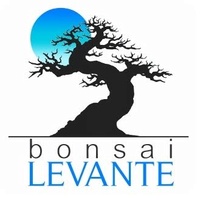 BONSAI LEVANTE