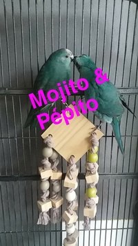 mojito&pépito