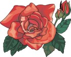 A rose