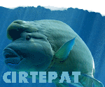 cirtepat