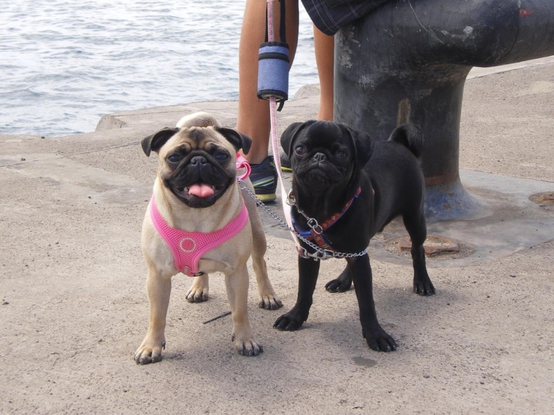 KIRA Y PIPER EN EL MUELLE