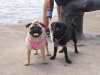 KIRA Y PIPER EN EL MUELLE