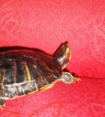 turtle