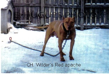 Wilder's Red Apache