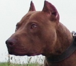 Pit BulL