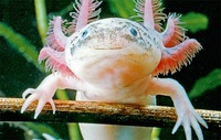 Axolotleater