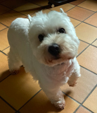 Hetty la Westie