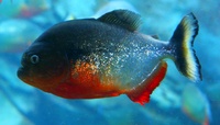 piranha