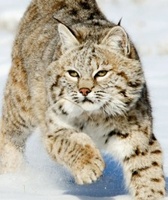 Bobcat