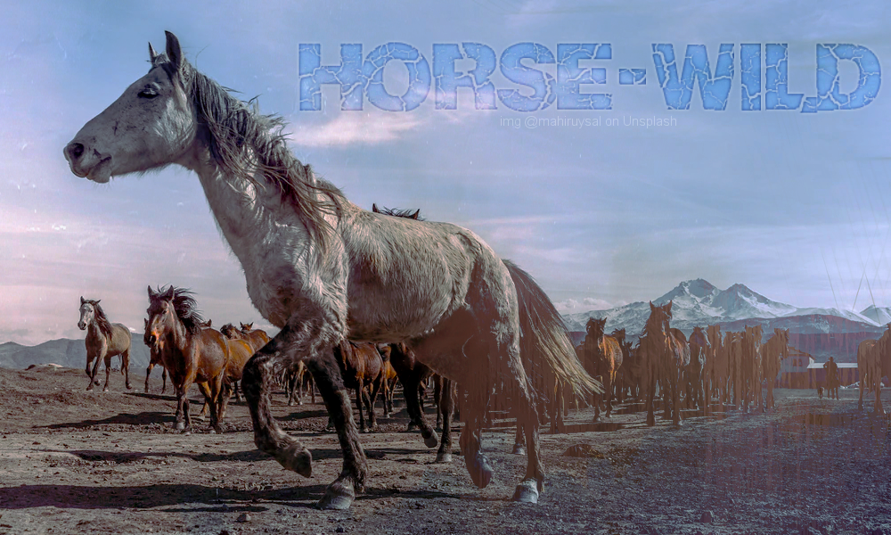 Horse-Wild